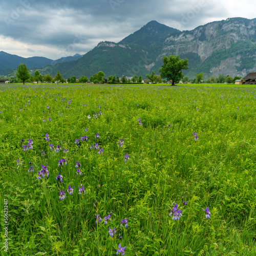 weiss blaue sibirische Schwertlilien im Dornbirn Ried. Gewitterwolken, Berge und Bäume im Hintergrund machen eine dramatische Stimmung. Frühling mit einem Lilienfeld im Rheintal. Vorarlberg, Austria