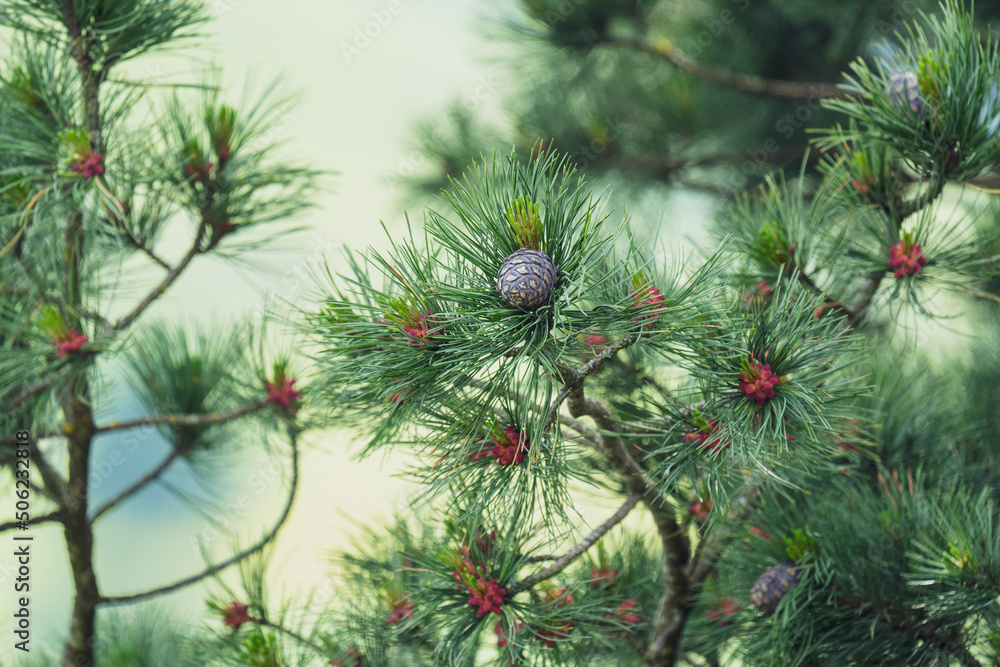 cones and blossom from a swiss stone pine - pinus cembra - at a spring day on the mountains cones and blossom from a swiss stone pine - pinus cembra - at a spring day on the mountains