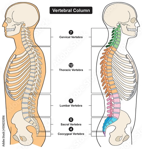 Vertebral column of human body anatomy infographic diagram medical science education spine vertebra cervical thoracic lumbar sacral coccygeal skull ribs sternum hipbone skeleton bone vector