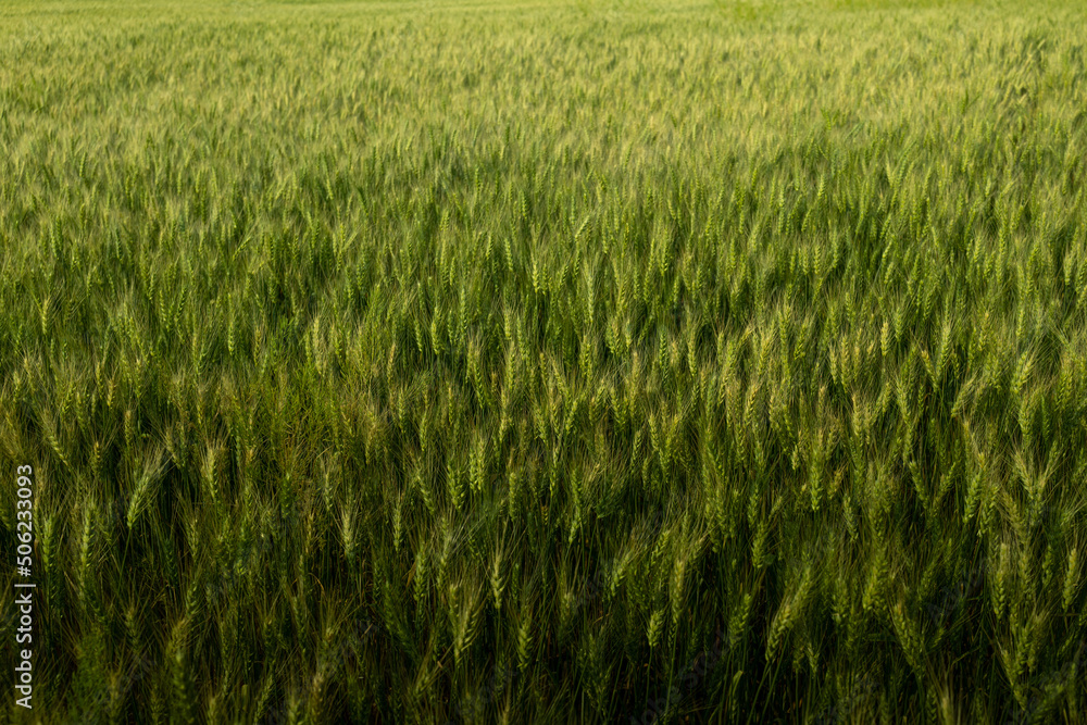 a wheat field a wheat field
