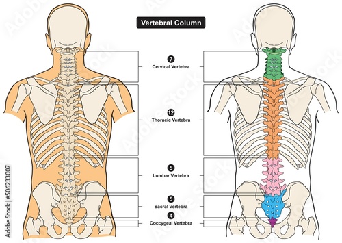 Vertebral column of human body anatomy infographic diagram medical science education spine vertebra cervical thoracic lumbar sacral coccygeal skull ribs sternum hipbone skeleton bone vector