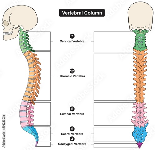 Vertebral column of human body anatomy infographic diagram medical science education spine vertebra cervical thoracic lumbar sacral coccygeal skull ribs sternum hipbone skeleton bone vector photo