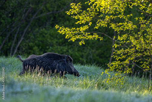 Fototapeta Naklejka Na Ścianę i Meble -  Wild boar (Sus scrofa) in the meadow.