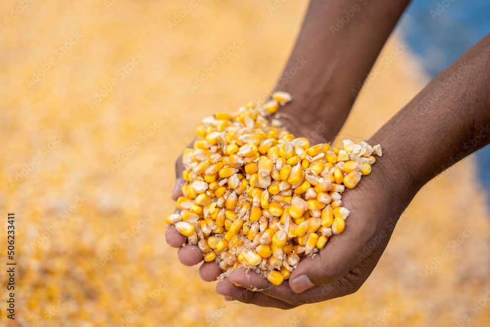 Fototapeta premium The bright orange corn kernels are simply stunning 