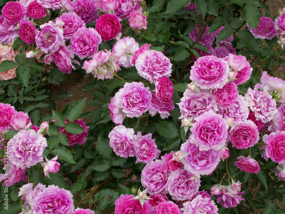 薔薇の花畑 薔薇の花畑