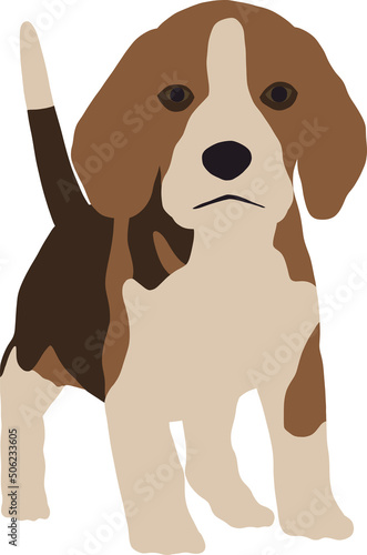 A small beagle puppy with long ears stands in full growth