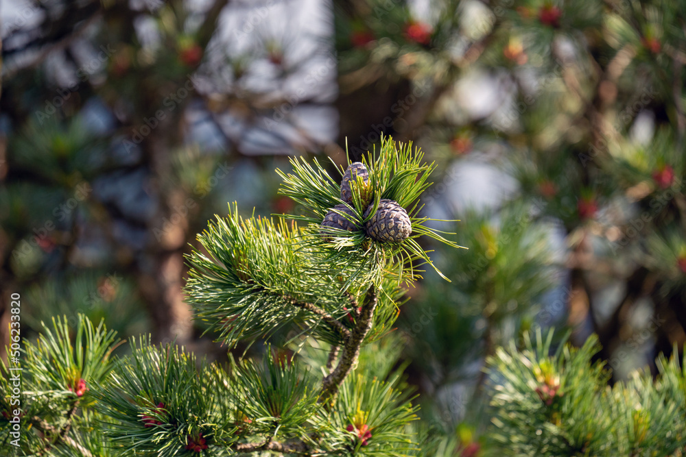 cones and blossom from a swiss stone pine - pinus cembra - at a spring day on the mountains cones and blossom from a swiss stone pine - pinus cembra - at a spring day on the mountains
