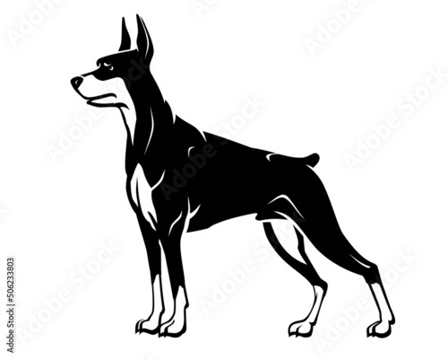 Doberman Pinscher Dog Breed, Side View