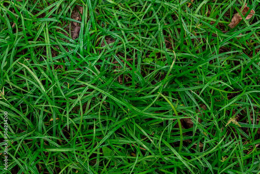 green asia grass background picture nature