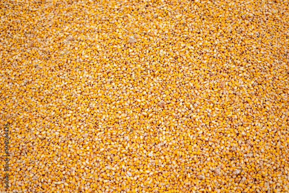 The bright orange corn kernels are simply stunning
The bright orange corn kernels are simply stunning