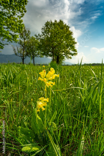 gelbe Schlüsselblume, Himmelsschlüssel im Lilienfeld, mit Bäumen, Bergen und Gewitterwolken im Hintergrund. idyllische Natur im Ried in Dornbirn, Vorarlberg, Austria