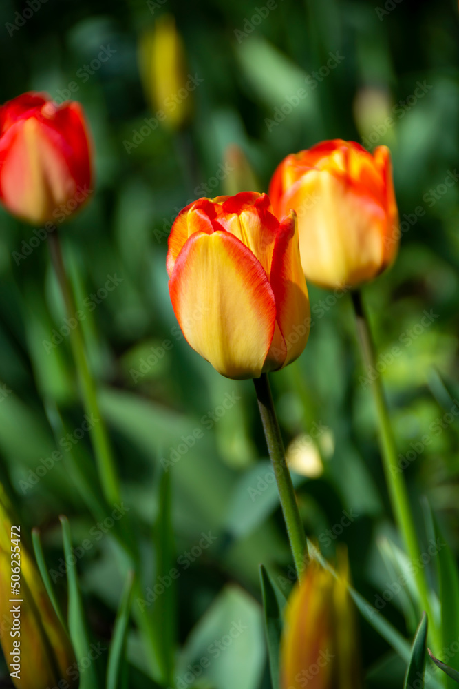 Close-up of blooming orange-yellow tulips. Tulip flowers with yellow-orange petals.