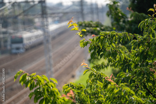 緑の沿線の中を走る電車