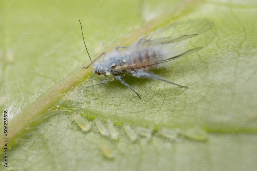 Fototapeta premium Woolly aphid in the forest