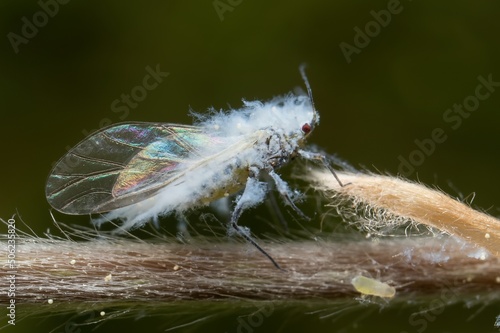 Woolly aphid in the forest photo