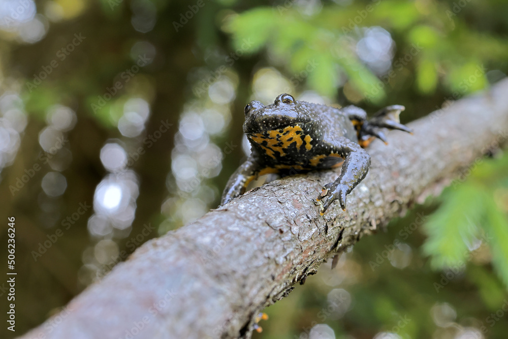 The yellow-bellied toad (Bombina variegata) on a fallen tree in the grass. Brown frog with yellow belly with green and brown back. The yellow-bellied toad (Bombina variegata) on a fallen tree in the grass. Brown frog with yellow belly with green and brown back.