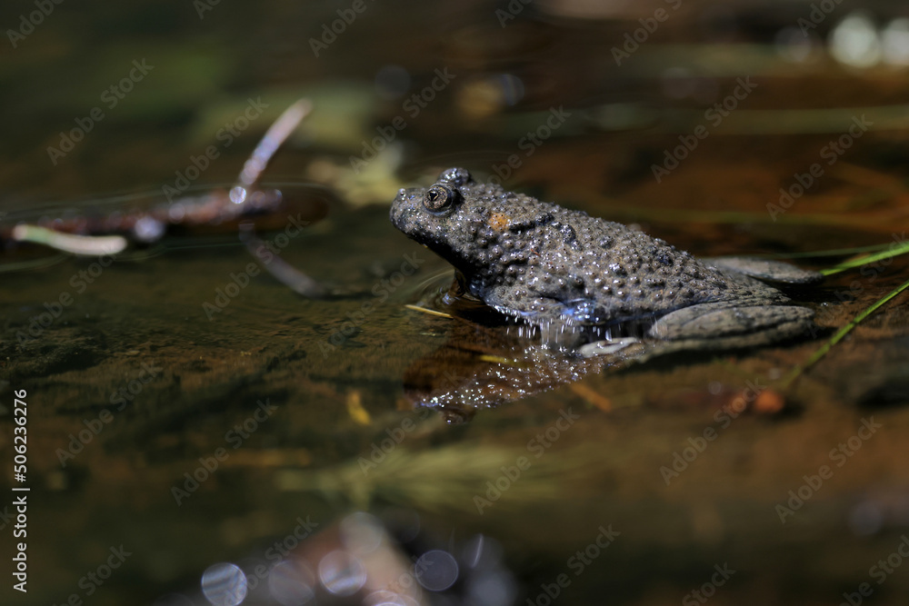 The yellow-bellied toad (Bombina variegata) on a small pond into the spruce forest. Brown frog with yellow belly with green and brown back. The yellow-bellied toad (Bombina variegata) on a small pond into the spruce forest. Brown frog with yellow belly with green and brown back.
