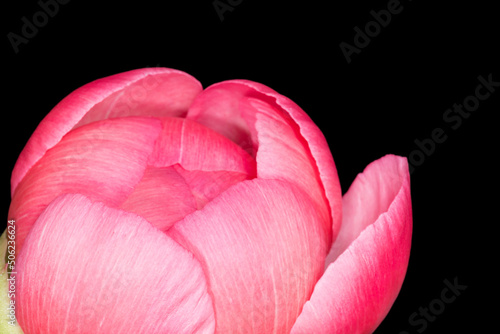 close up of fresh pink peony flower against black