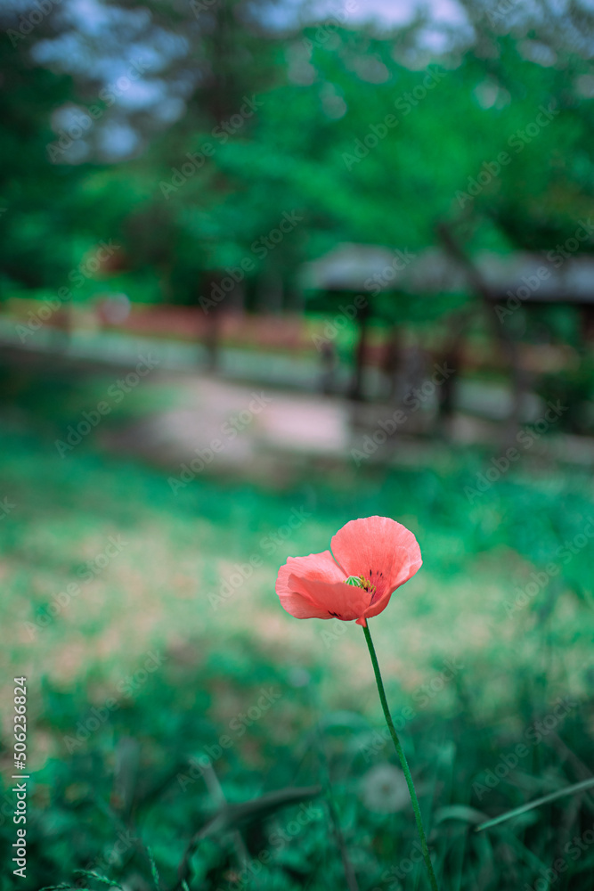 Obraz premium ナガミヒナゲシ