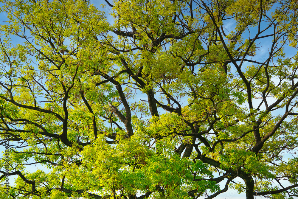 Obraz premium 新緑の緑が美しく、目にまぶしい風景