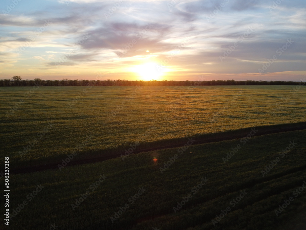 Fototapeta premium Aerial view on green wheat field in countryside. Field of wheat blowing in the wind on sunset. Young and green Spikelets. Ears of barley crop in nature. Agronomy, industry and food production.