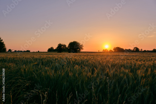 Late spring sunset with cereal field in foreground