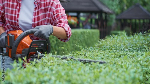 Crop view of female gardener in gloves cutting top of boxwood bush with electric lopper in spring. Pretty young woman in shirt using trimmer for shaping hedges at daytime. Concept of garden tools.