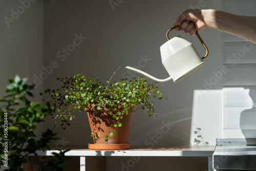 Woman watering potted Muehlenbeckia houseplant on the table at home, using white metal watering can, taking care. Hobby, indoor gardening, plant lovers.