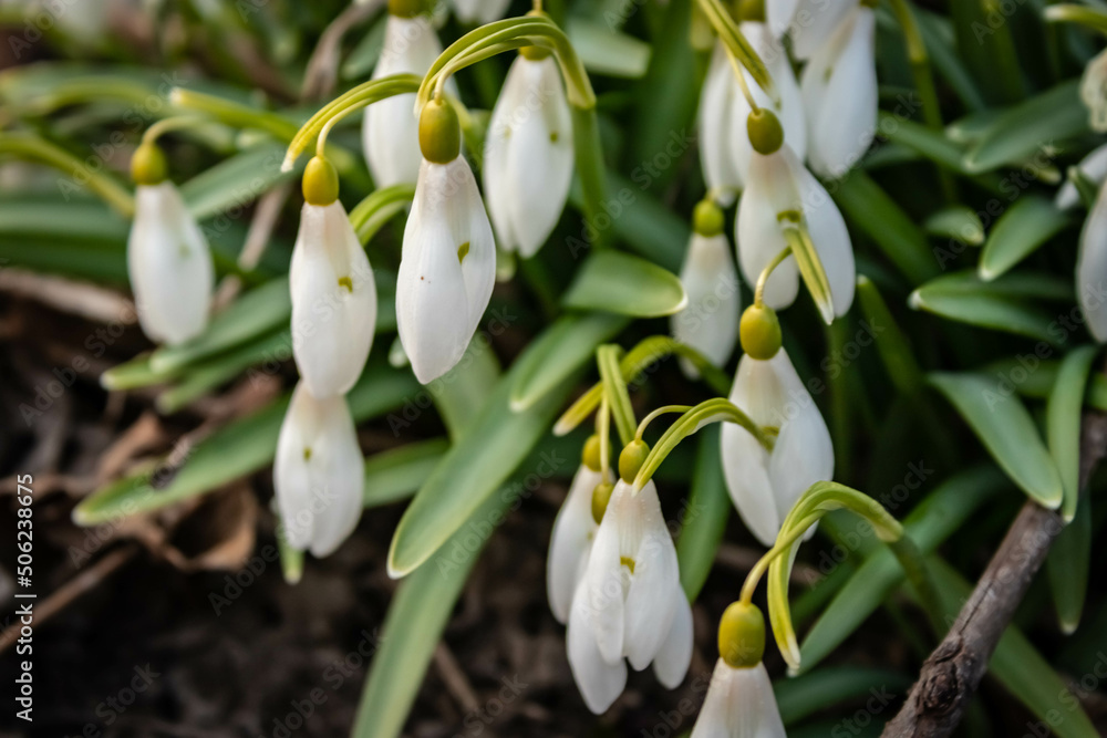 Snowdrop or common snowdrop (Galanthus nivalis) flowers Snowdrop or common snowdrop (Galanthus nivalis) flowers