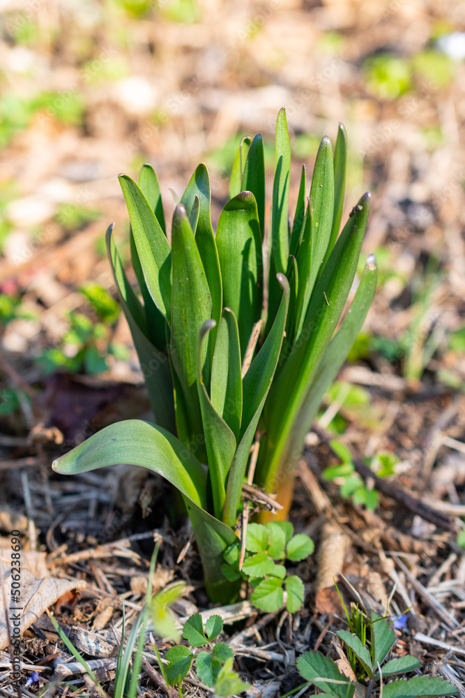 Fototapeta premium Spring time in a forest in Schaan in Liechtenstein