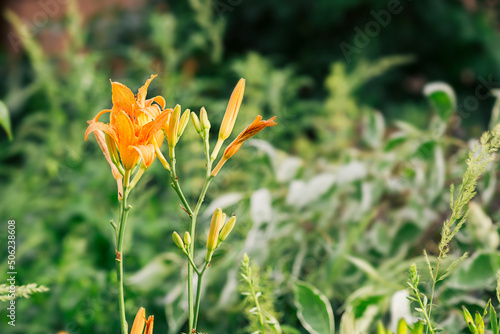 Beauty orange garden lily close up on a green background