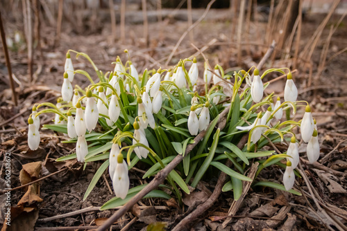 Snowdrop or common snowdrop  Galanthus nivalis  flowers