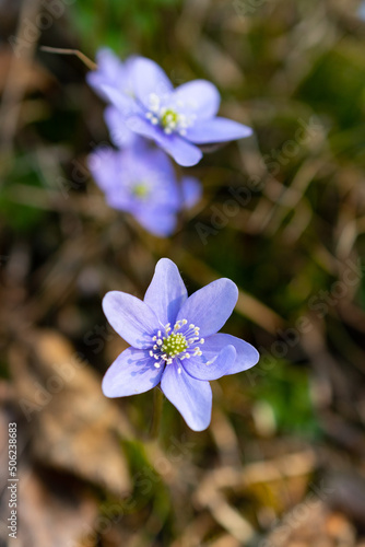 Blue Anemone Hepatica forest flowers in Schaan in Liechtenstein
