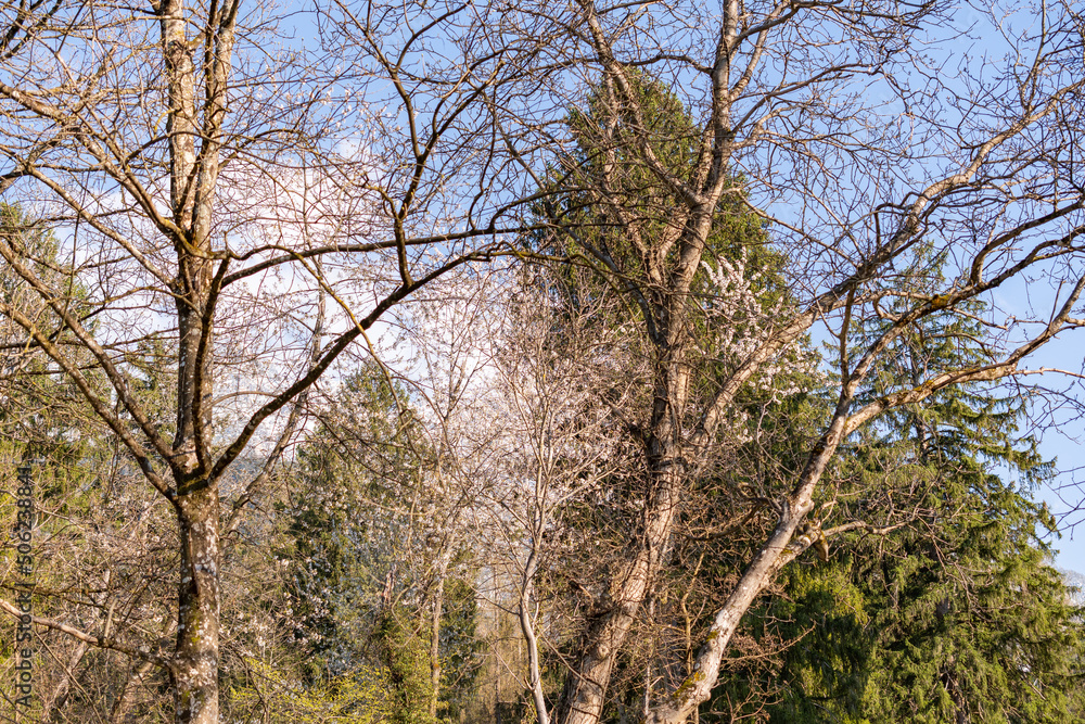 Spring time in a forest in Schaan in Liechtenstein Spring time in a forest in Schaan in Liechtenstein