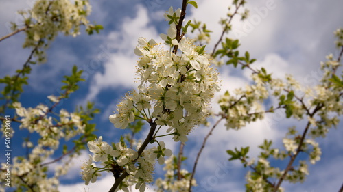 A beautiful branch of a flowering tree. White spring flowers