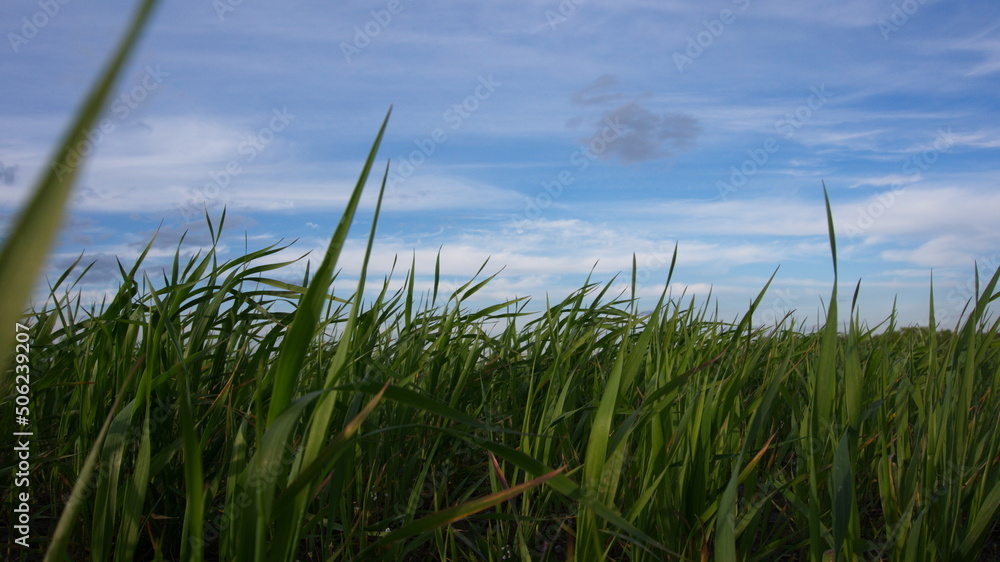 Green grass, young wheat greens against a blue sky background Green grass, young wheat greens against a blue sky background