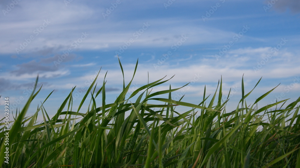 Green grass, young wheat greens against a blue sky background