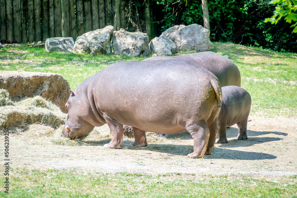Ippopotamo Ippopotamo