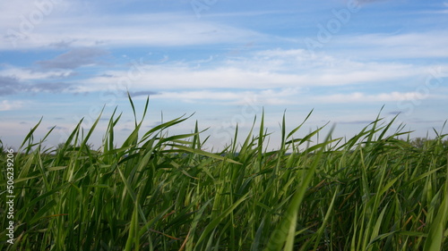 Green grass, young wheat greens against a blue sky background