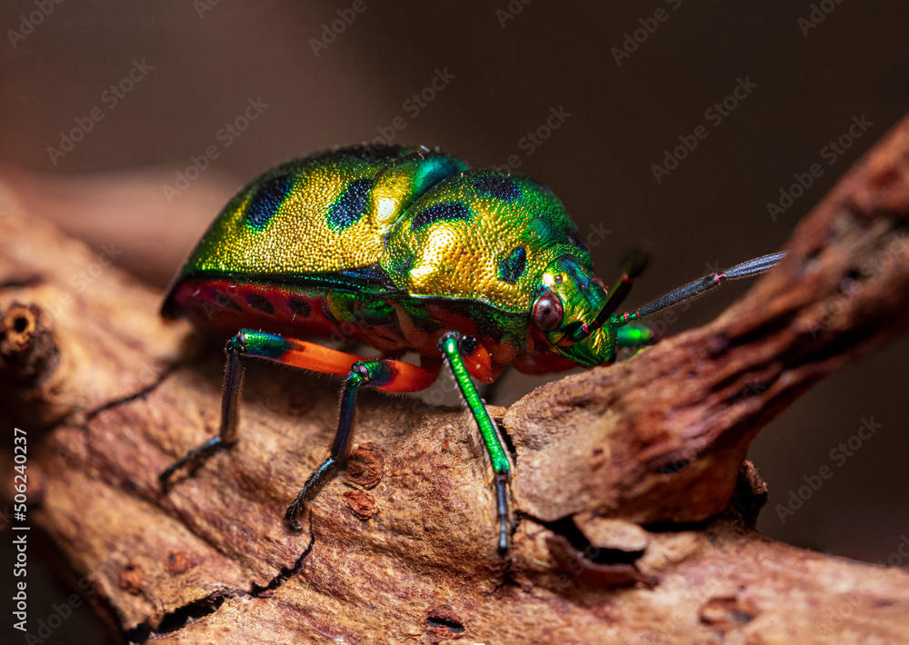 Fototapeta premium jewel beetle on a tree branch