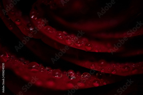 red rose petals with water drops