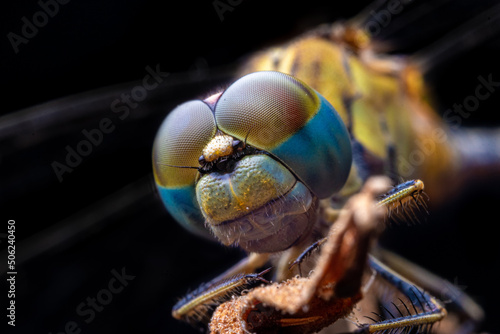 close up of a dragonfly