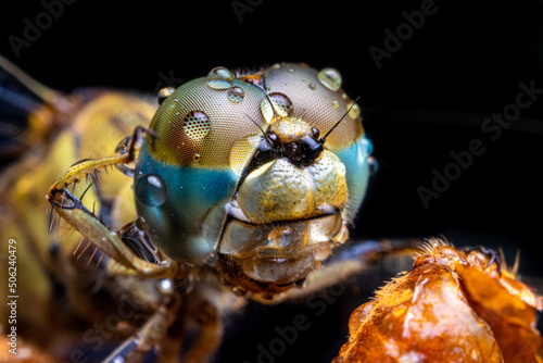 dragonfly close up