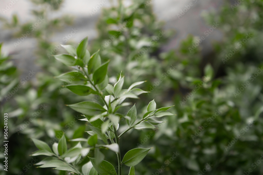 Green leaves, natural background, green wild leaves in park Green leaves, natural background, green wild leaves in park