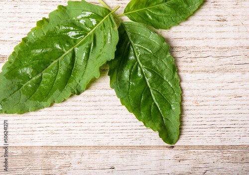 basil Asian street food leaves isolated.on wooden floor background with clipping path.