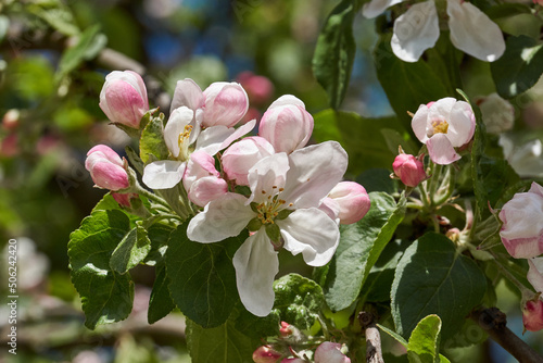 Apple flowers on a blue sky background. Apple tree blossoms in the garden.