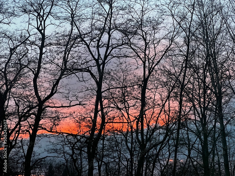 sunset in the trees