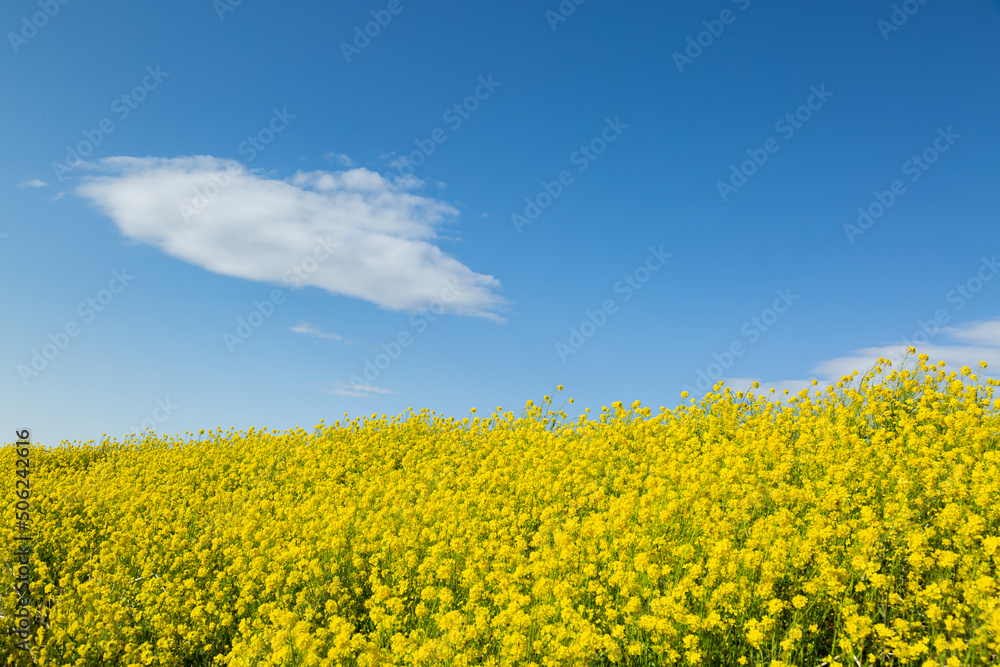 目に映える春の菜の花畑