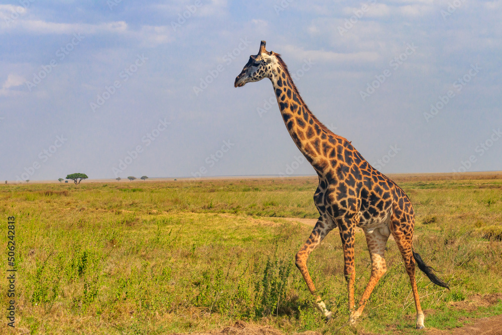 Obraz premium Giraffe in savanna in Serengeti national park in Tanzania. Wild nature of Tanzania, East Africa