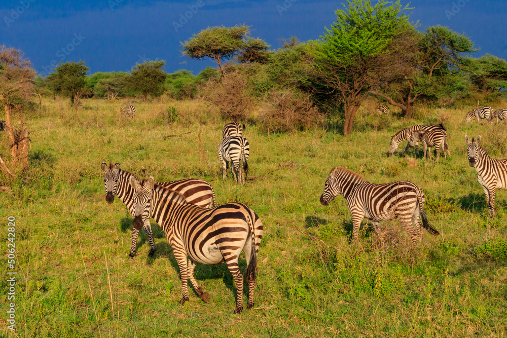 Obraz premium Herd of zebras in savanna in Serengeti national park in Tanzania. Wildlife of Africa